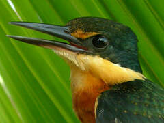 American Pygmy Kingfisher