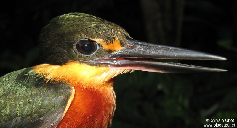 American Pygmy Kingfisher male adult