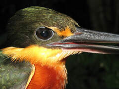 American Pygmy Kingfisher