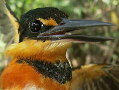 American Pygmy Kingfisher