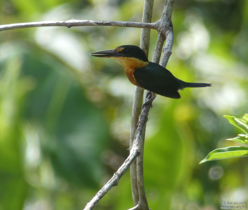 American Pygmy Kingfisher male adult