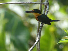 American Pygmy Kingfisher