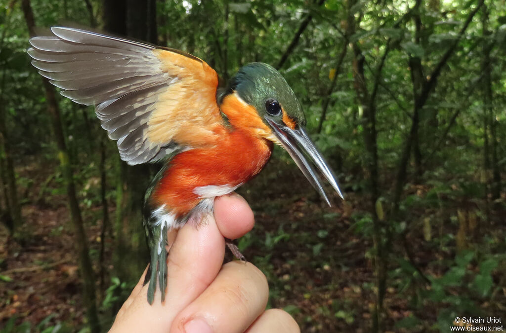 American Pygmy Kingfisher male adult