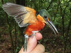 American Pygmy Kingfisher