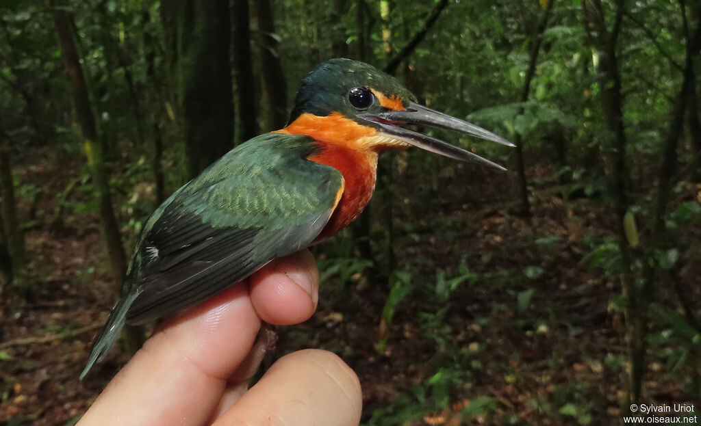 American Pygmy Kingfisher male adult