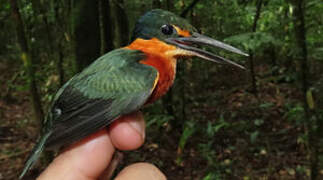 American Pygmy Kingfisher