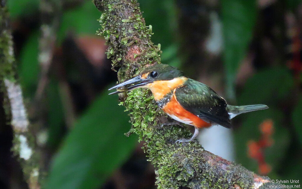 American Pygmy Kingfisher female adult