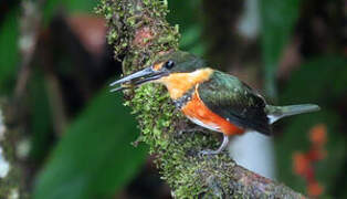 American Pygmy Kingfisher