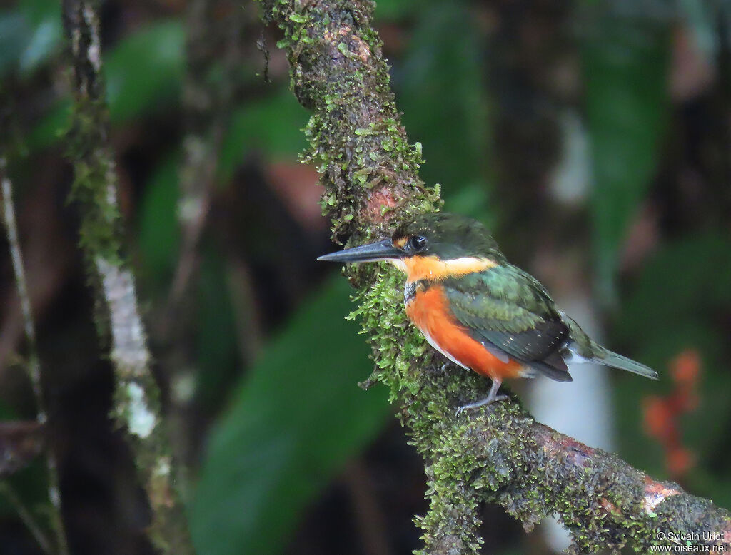 American Pygmy Kingfisher female adult