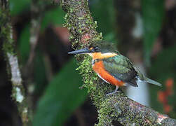 American Pygmy Kingfisher