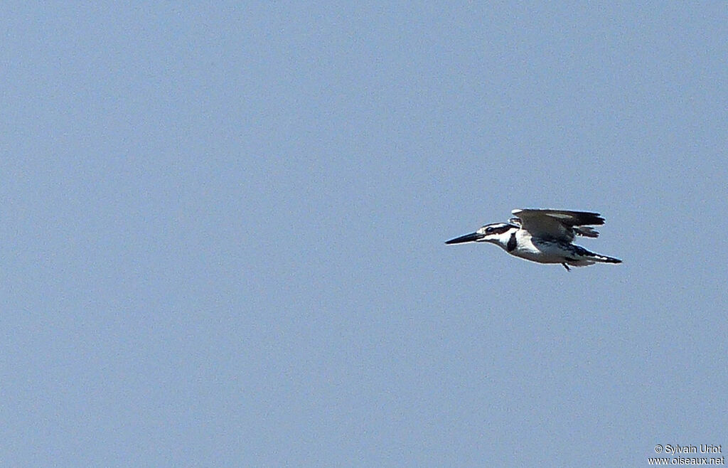 Pied Kingfisheradult