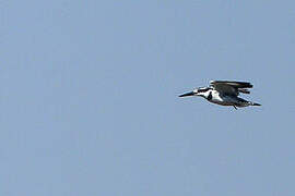 Pied Kingfisher