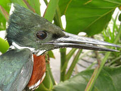 Green Kingfisher