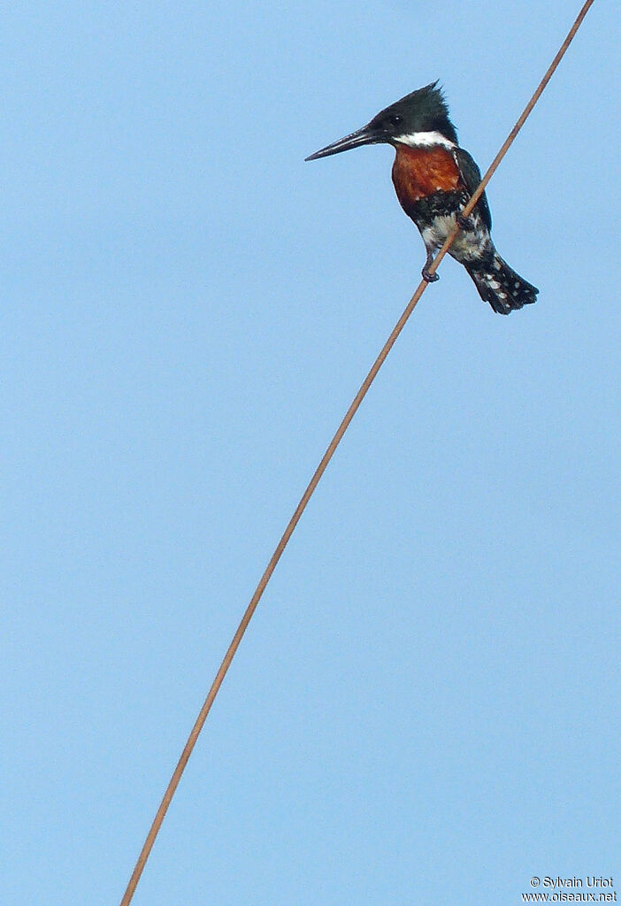 Green Kingfisher male adult