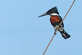 Green Kingfisher