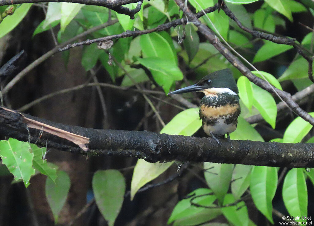 Green Kingfisher female adult