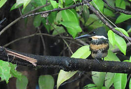 Green Kingfisher