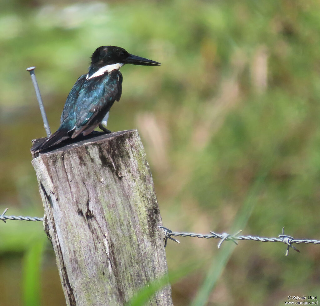 Green Kingfisher female adult