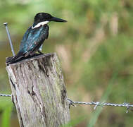 Green Kingfisher