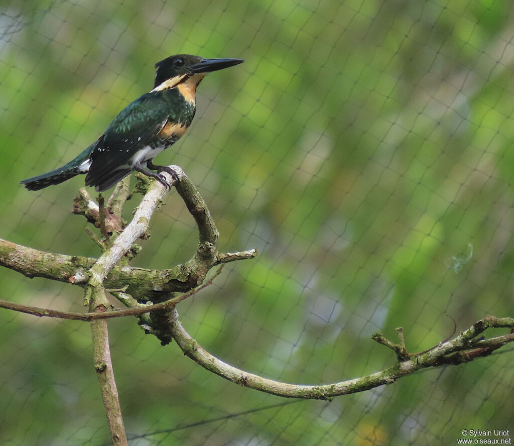 Green Kingfisher female adult