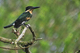 Green Kingfisher