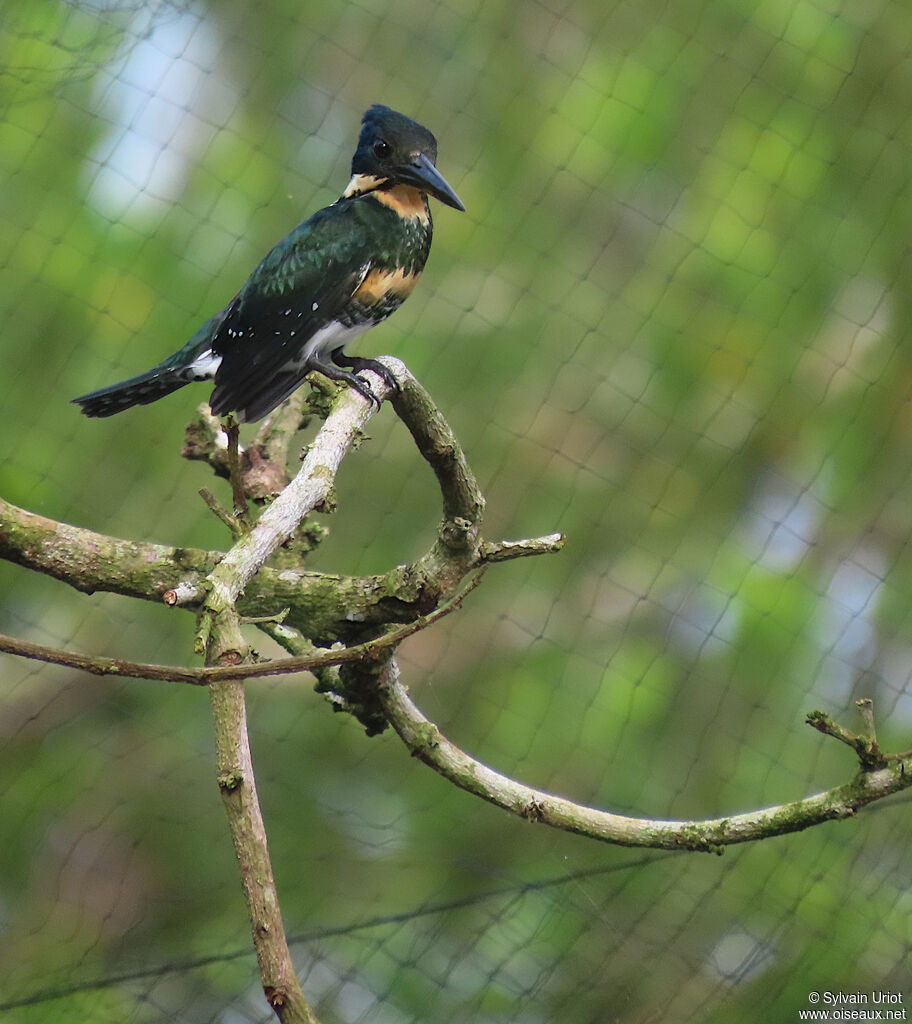 Green Kingfisher female adult