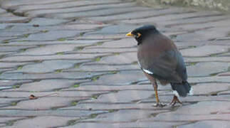 Common Myna