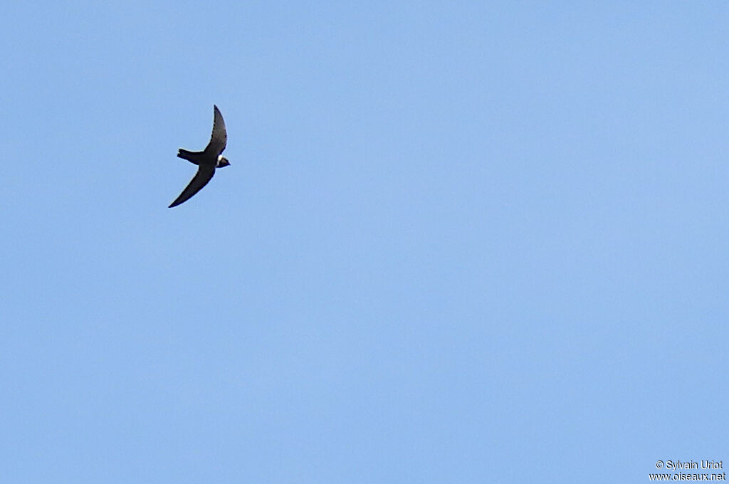 White-collared Swiftadult