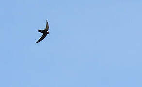 White-collared Swift