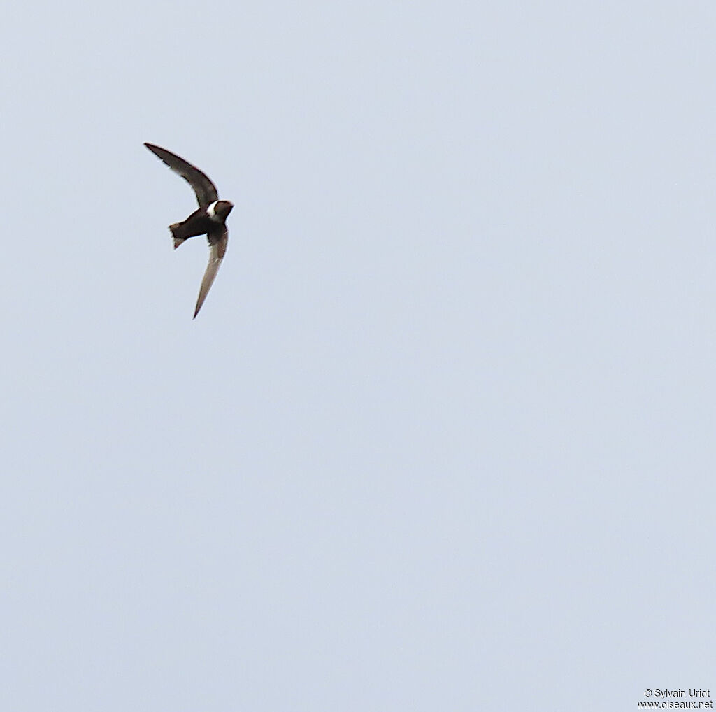 White-collared Swiftadult