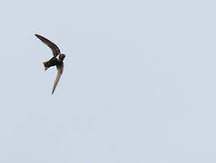 White-collared Swift