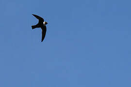 White-collared Swift