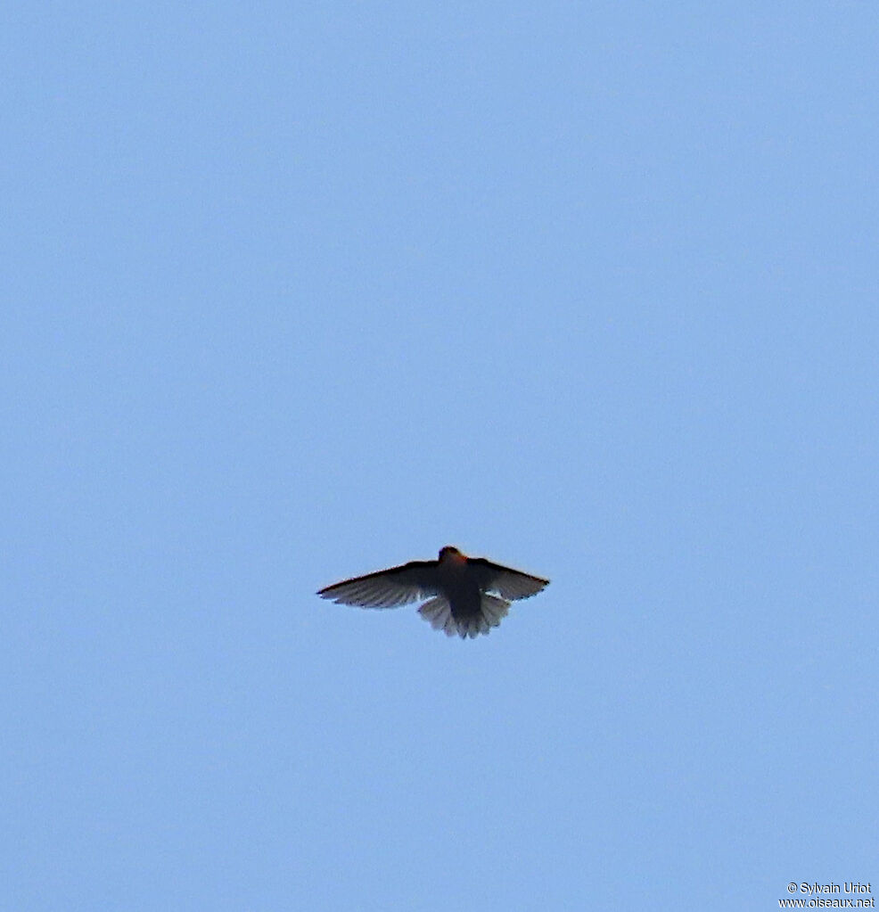 Chestnut-collared Swift male adult