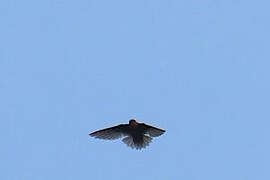 Chestnut-collared Swift