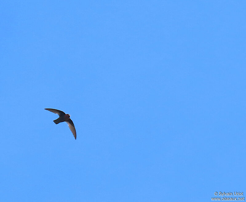 Chestnut-collared Swift male adult