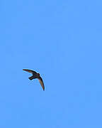 Chestnut-collared Swift