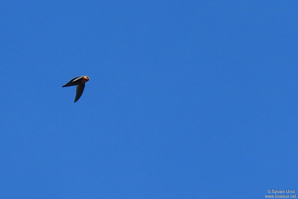 Chestnut-collared Swift male adult