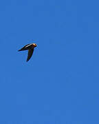 Chestnut-collared Swift