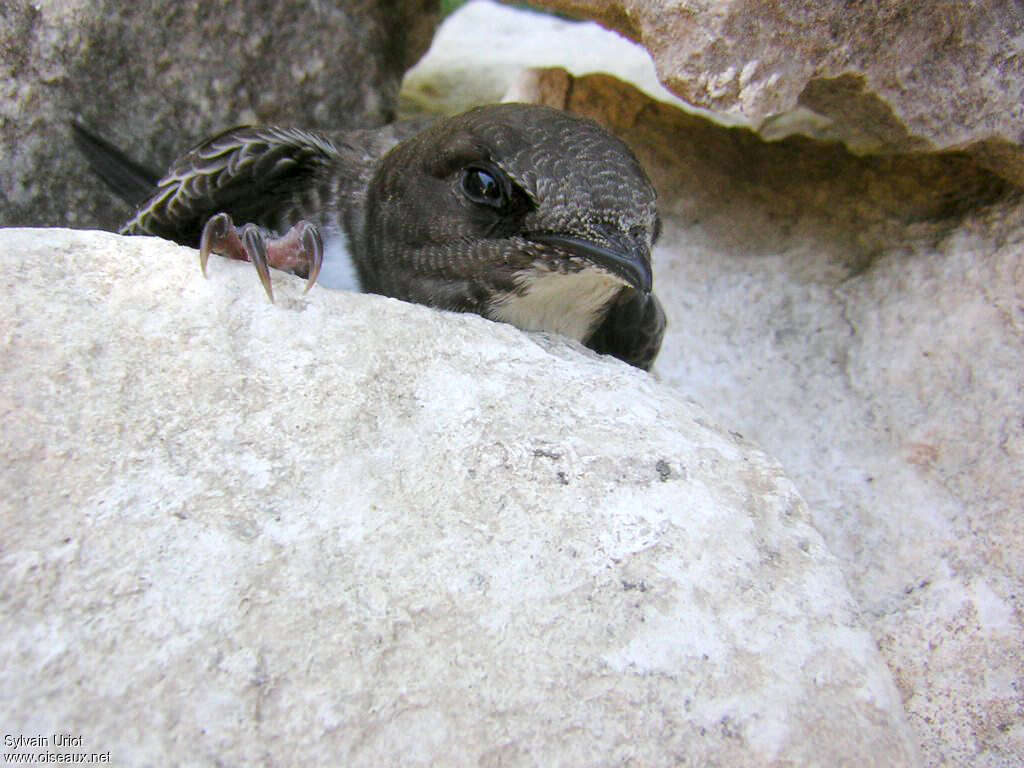 Alpine Swiftjuvenile, close-up portrait, Behaviour