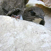 Alpine Swift