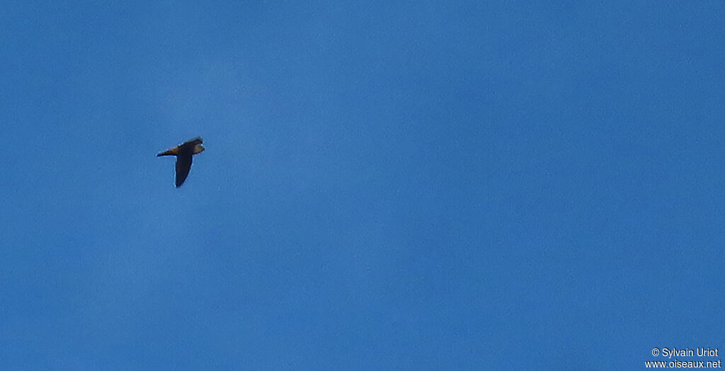 Lesser Antillean Swiftadult