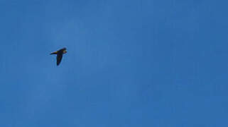 Lesser Antillean Swift