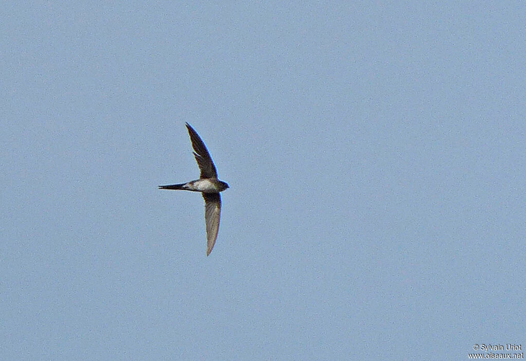 Neotropical Palm Swift