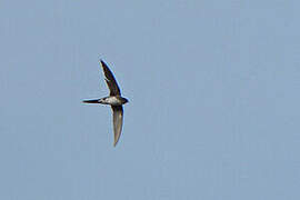 Fork-tailed Palm Swift