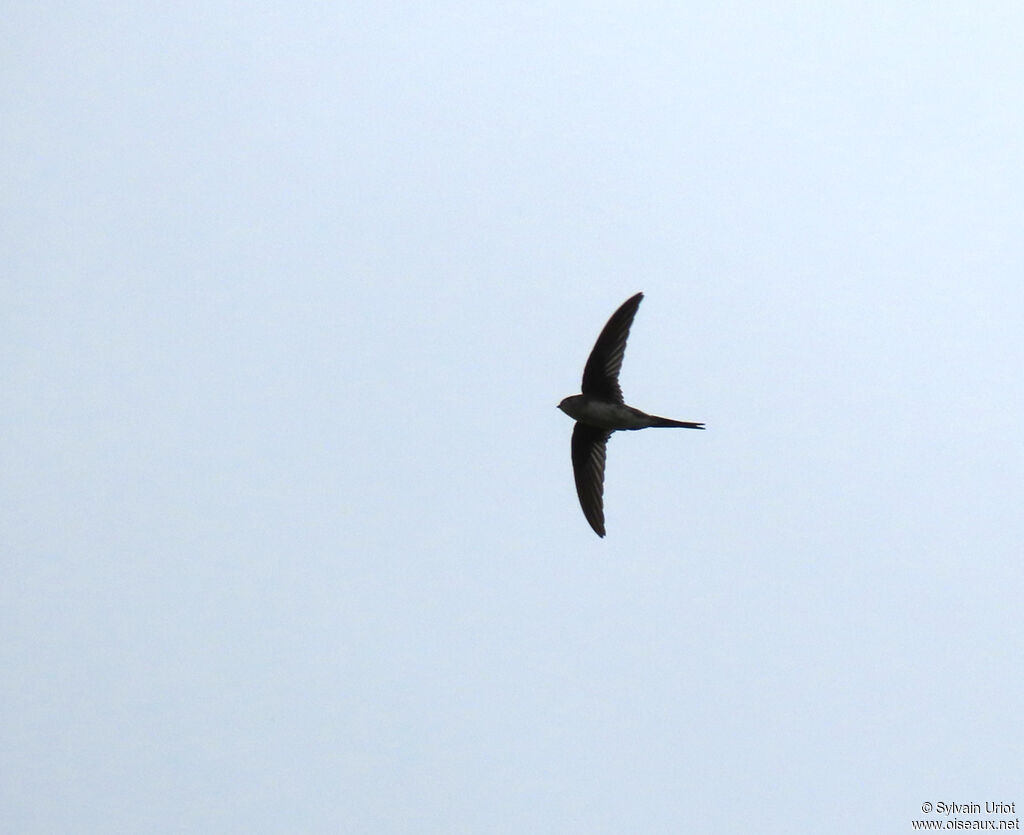 Fork-tailed Palm Swift