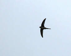 Neotropical Palm Swift