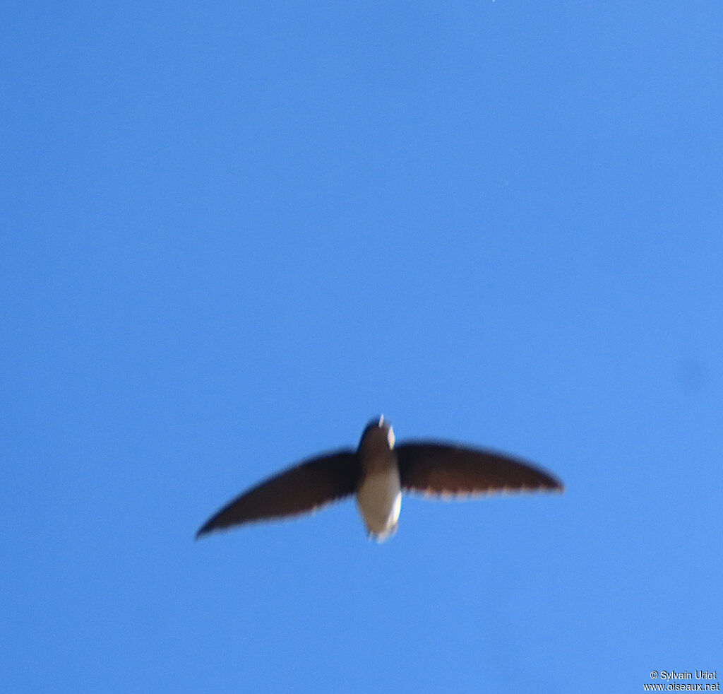 Böhm's Spinetailadult