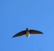 Böhm's Spinetail