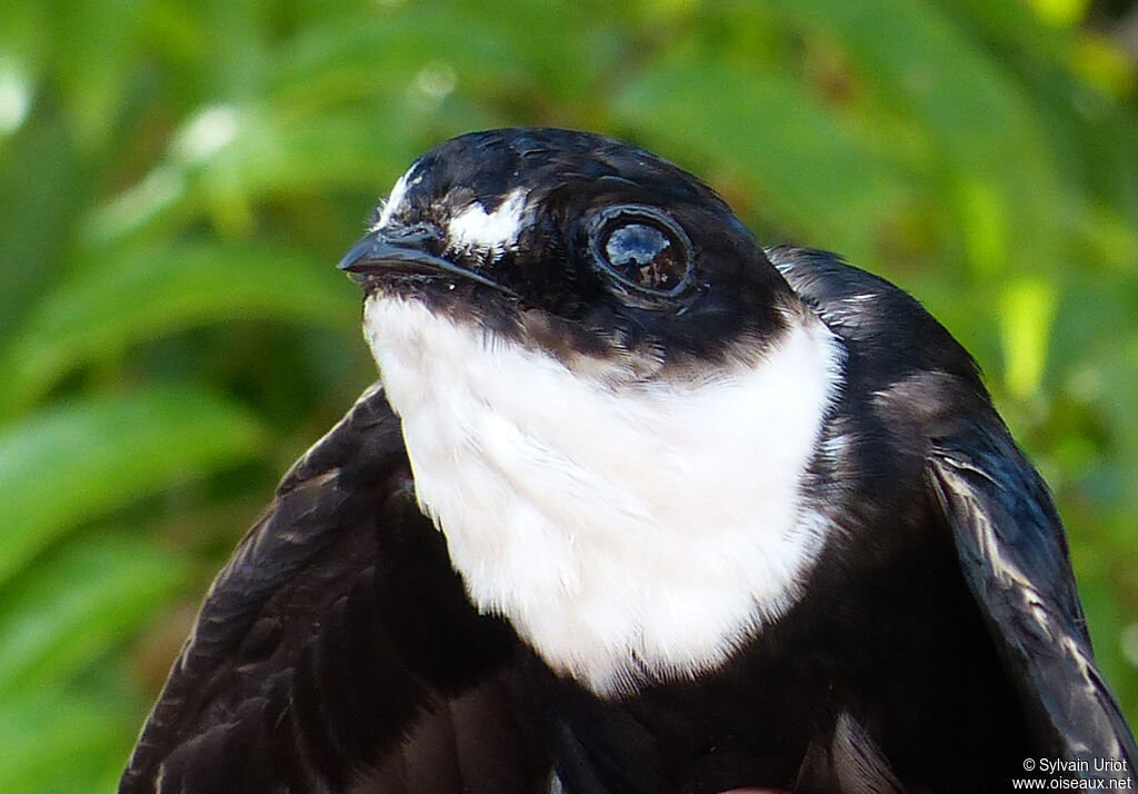 Lesser Swallow-tailed Swiftadult