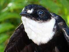 Lesser Swallow-tailed Swift